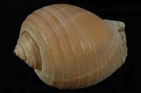 藏品(褐鶉螺)的圖片